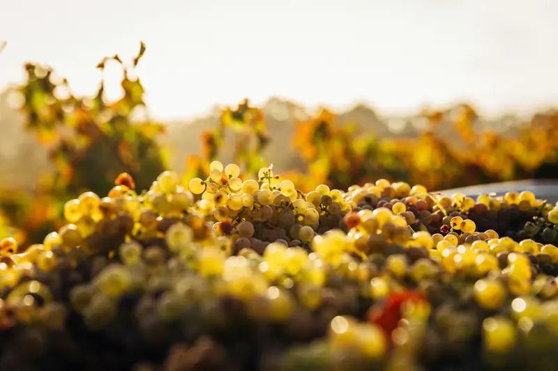 Uvas blancas maduras en el viñedo en vendimia