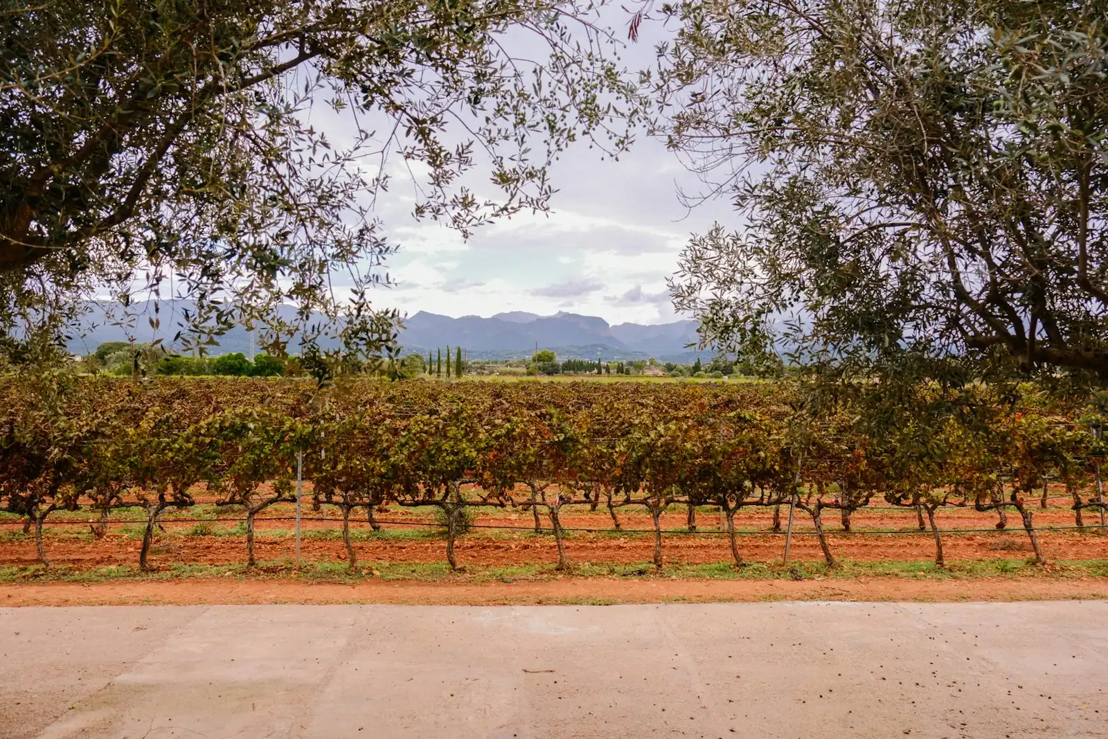 Viñedo en hileras con montañas al fondo