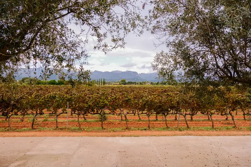 Viñedo en hileras con montañas al fondo